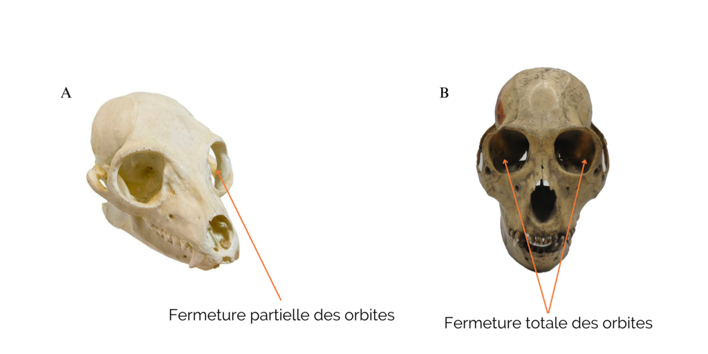 Crâne de Lemur catta et Papio - primates