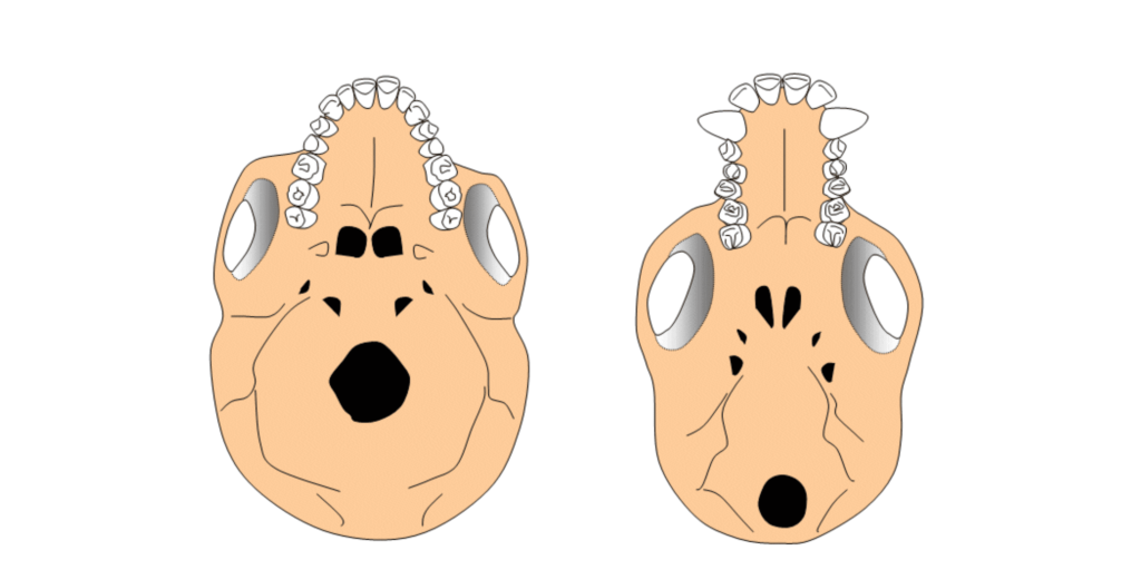 Comparaison entre la crâne d'un Homo sapiens et d'un chimpanzé pour observer la position du trou occipital