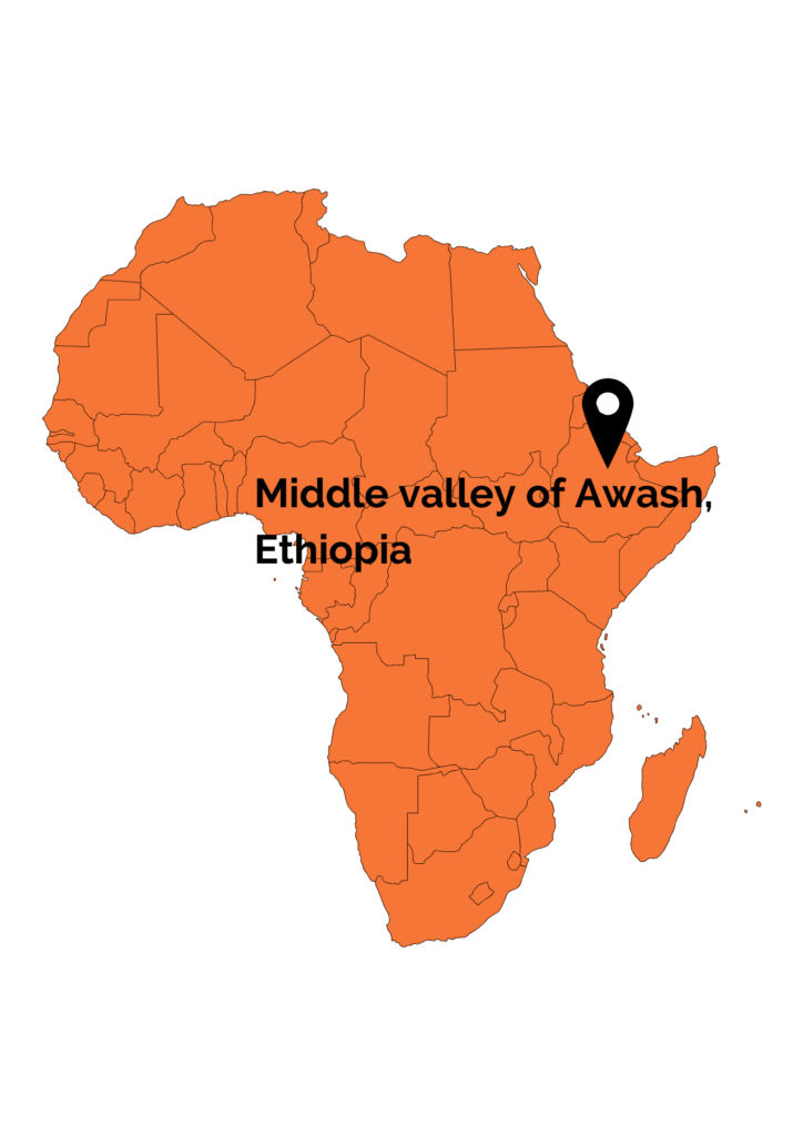 Location of the site where the fossil remains of Ardipithecus, one of the candidates for the origin of the human lineage, were found.