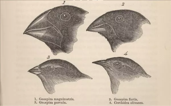 La théorie de l’évolution selon la sélection naturelle