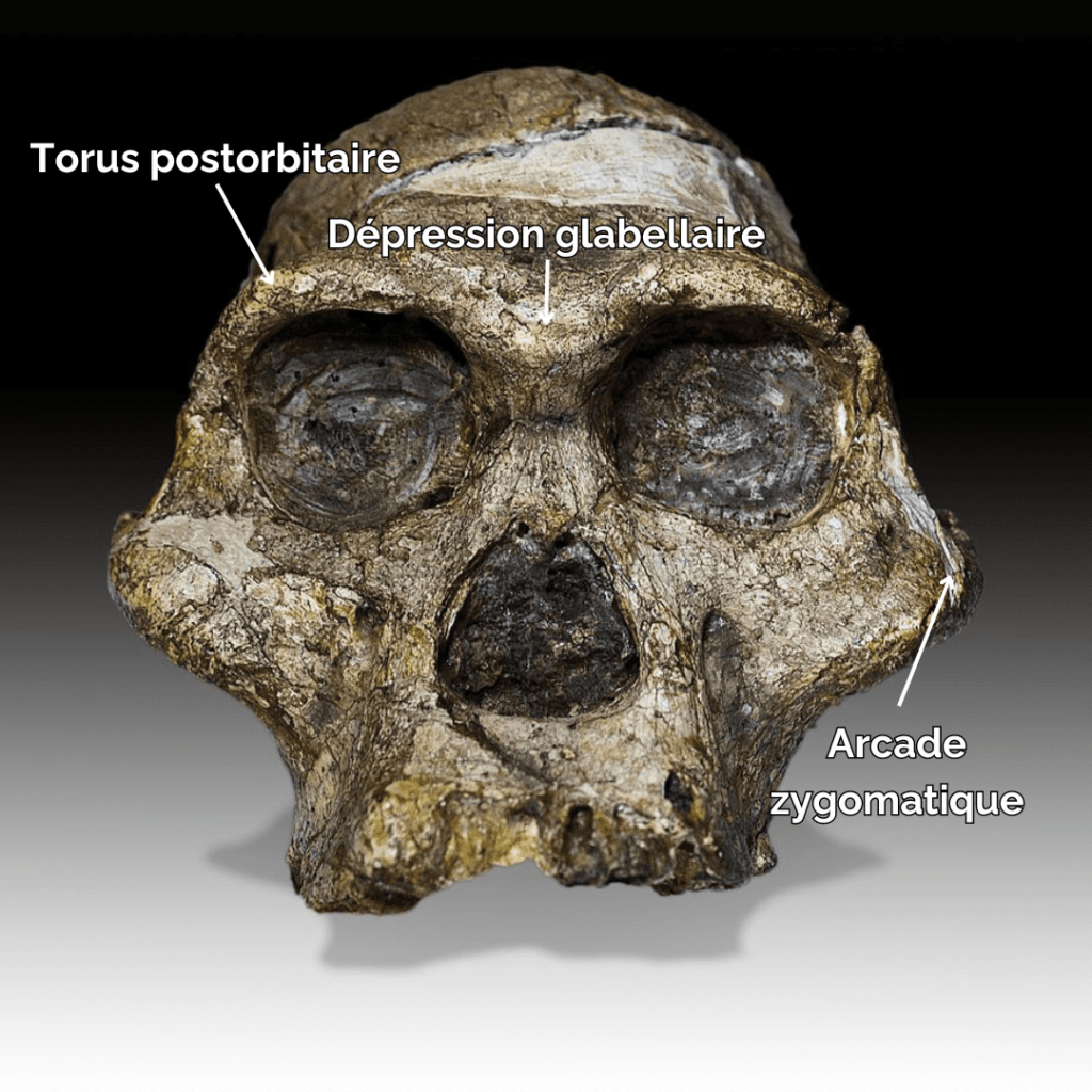 Caractères anatomiques crâniens des Australopithèques