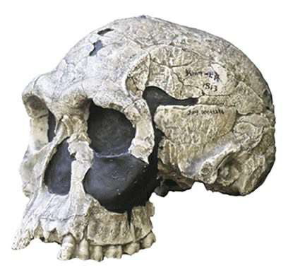 Homo habilis - early Homo