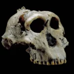 Les early <i>Homo</i>