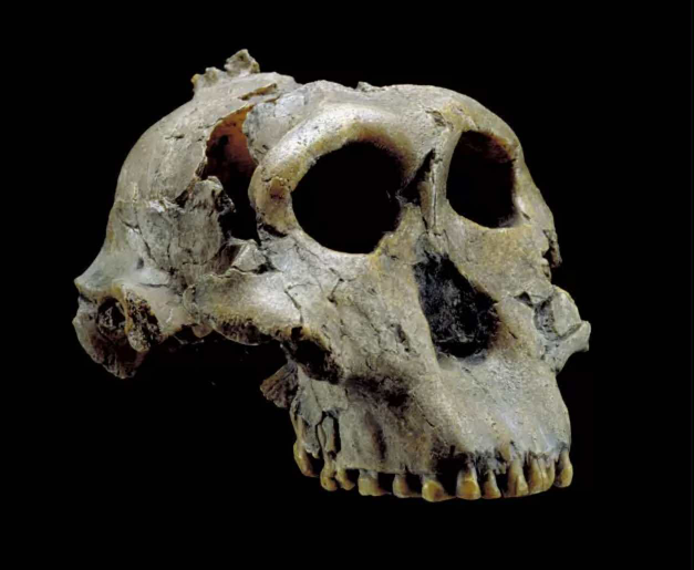 Les early <i>Homo</i>
