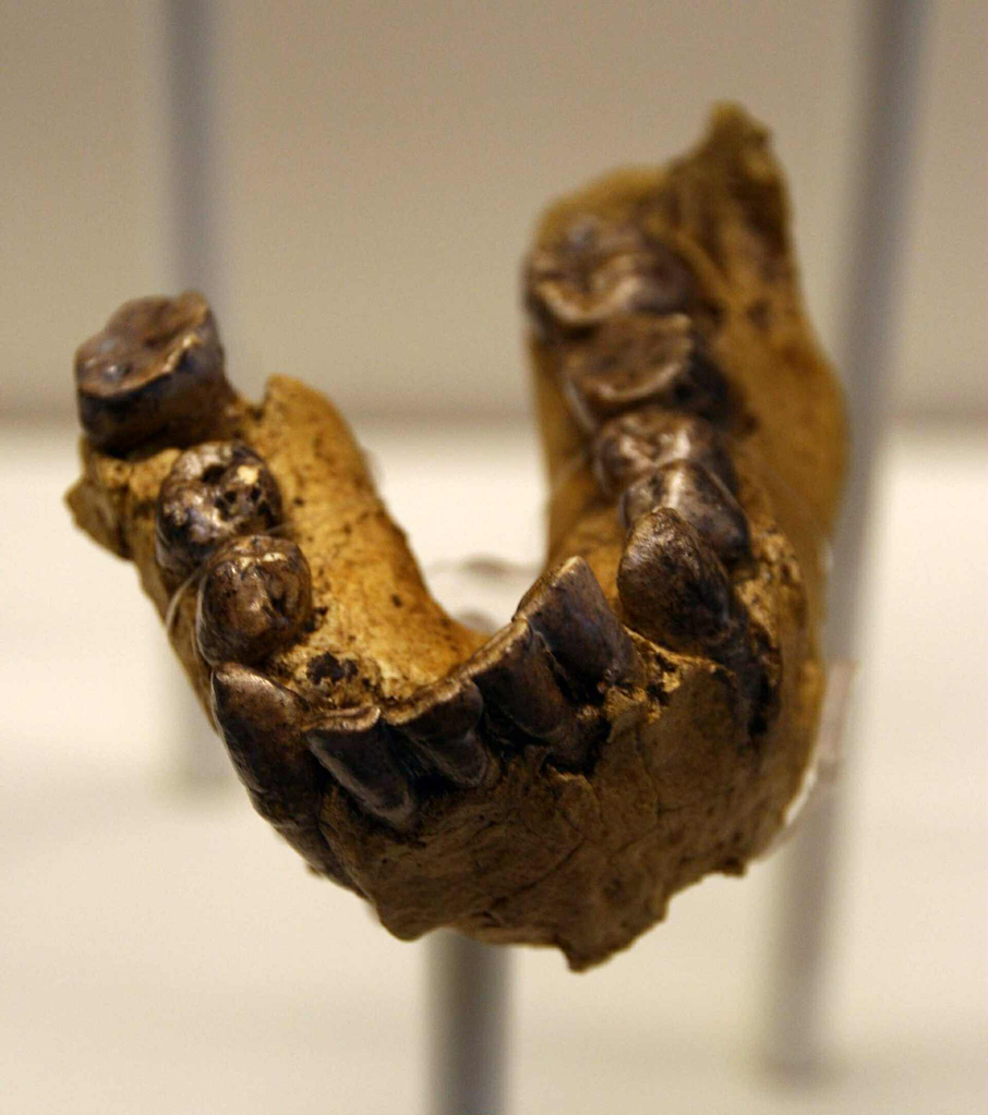 Mandibule OH7 - early Homo