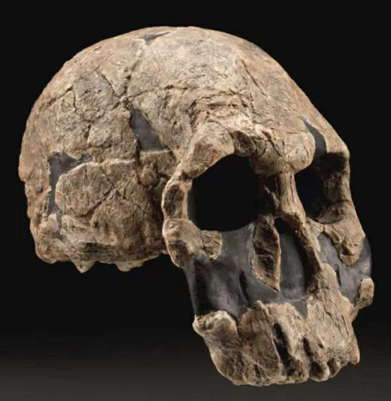 crâne KNM-ER 1470 - early Homo