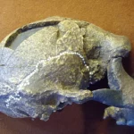 <i>Homo erectus</i> et <i>Homo ergaster</i> : Deux jalons de l'évolution humaine
