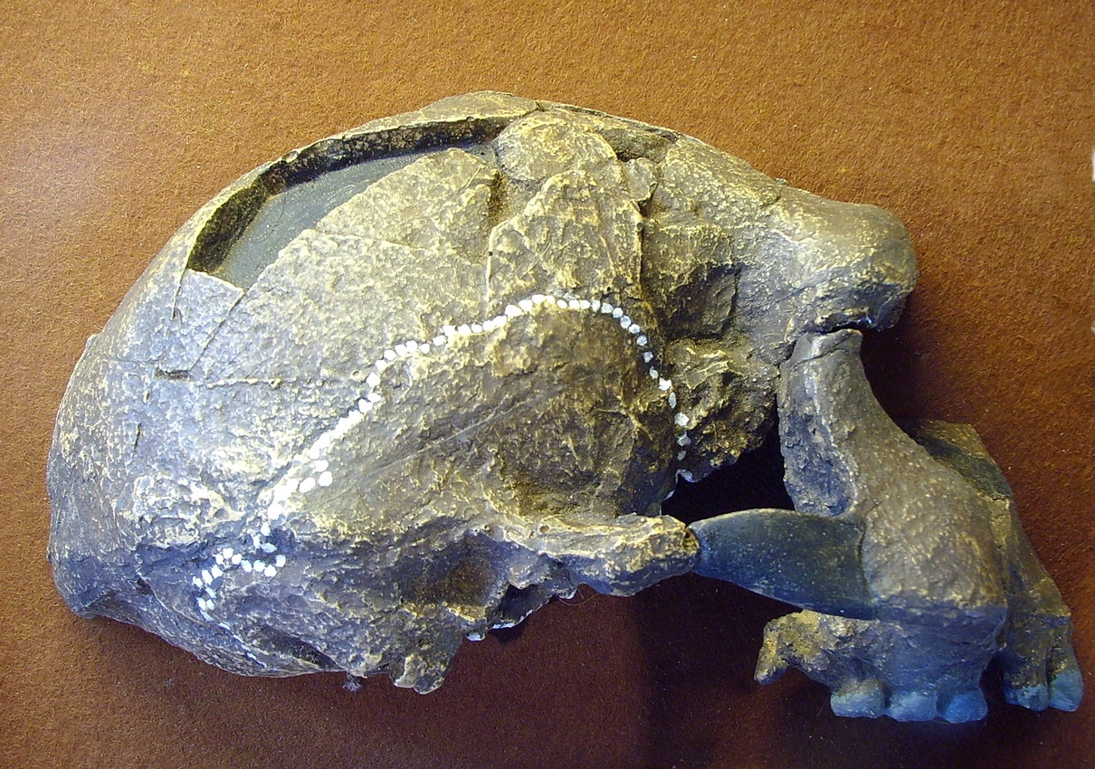 <i>Homo erectus</i> et <i>Homo ergaster</i> : Deux jalons de l’évolution humaine