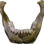 <i>Heidelbergensis</i> : l’histoire d’un taxon longtemps oublié