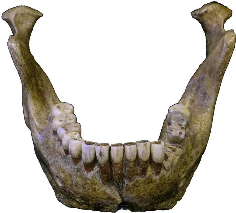 Mandibule de Mauer- Holotype de l'espèce heidelbergensis