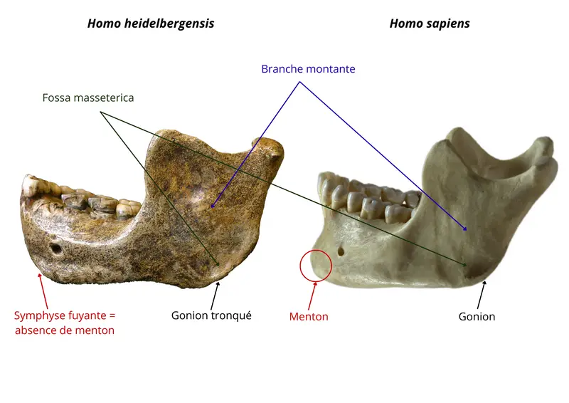 Vue latérales des mandibules de heidelbergensis versus sapiens