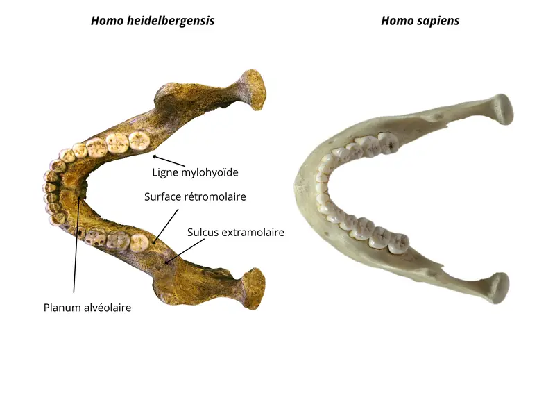 Vue du dessus des mandibules de heidelbergensis versus sapiens